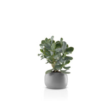 Load image into Gallery viewer, Stone Flowerpot
