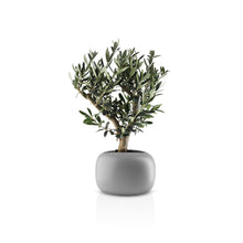 Load image into Gallery viewer, Stone Flowerpot
